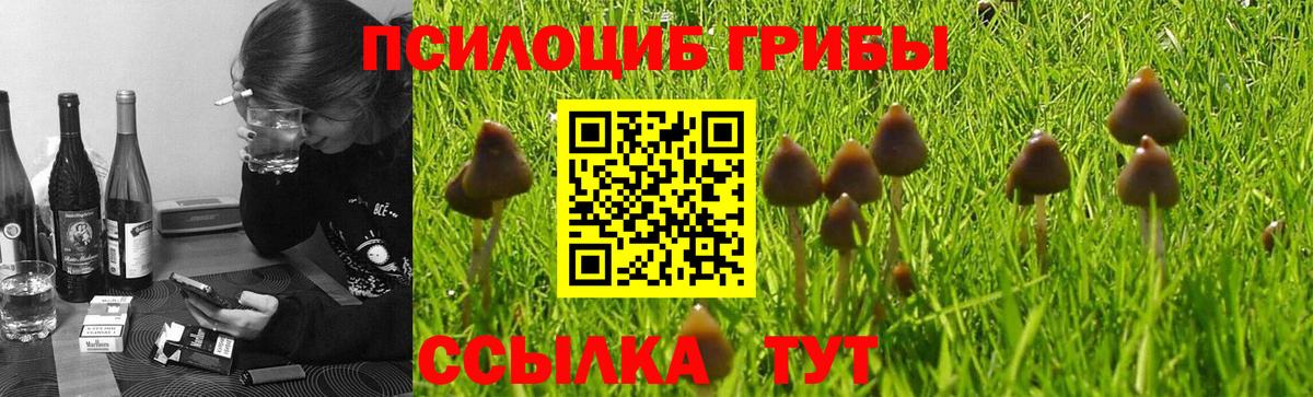 Галлюциногенные грибы Psilocybe  Вход с VPN  Шарыпово 